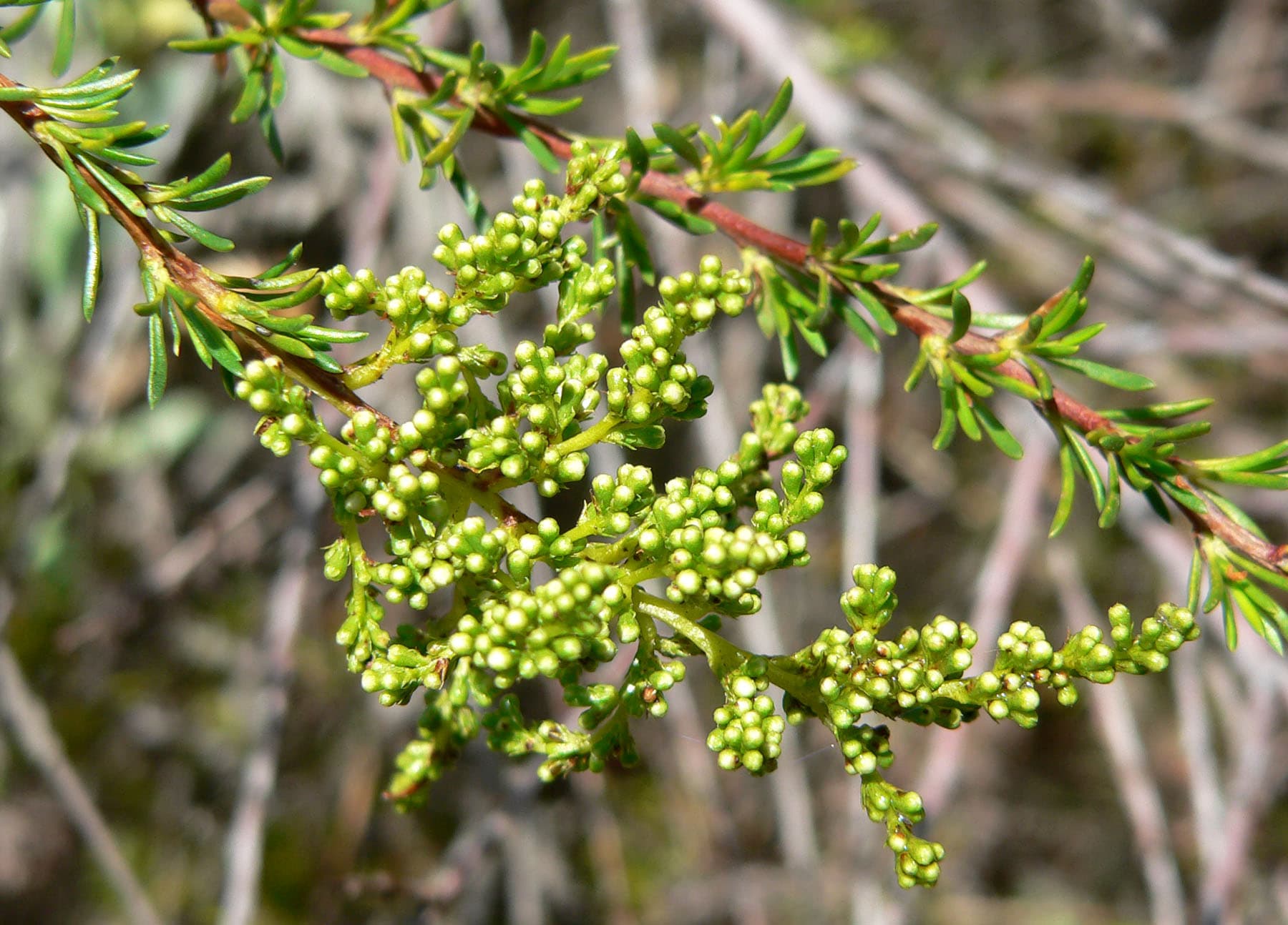 Chamise chaparral brush typical of Southern California hillsides