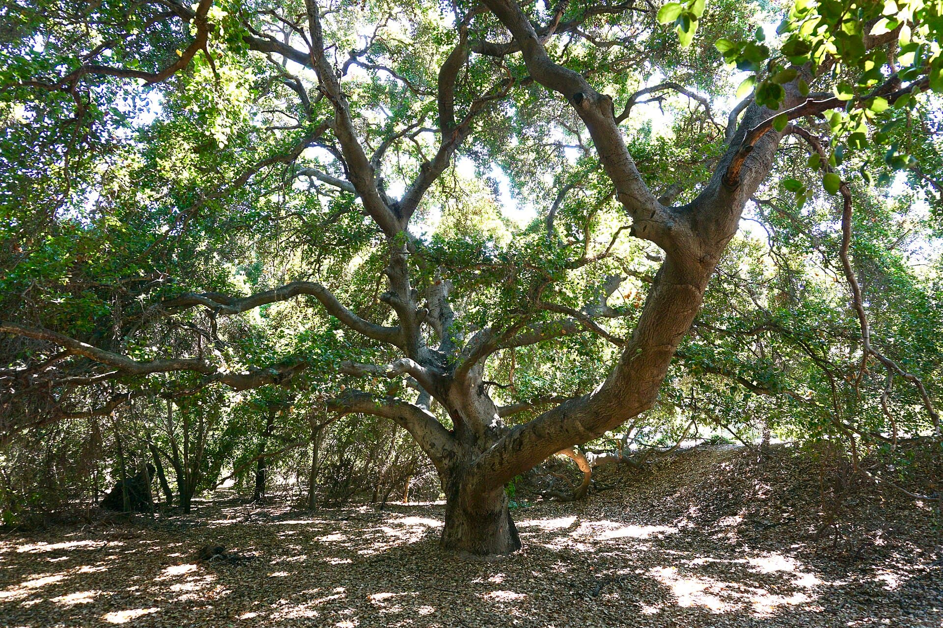 Coast live oak with low limbs that act as ladder fuel